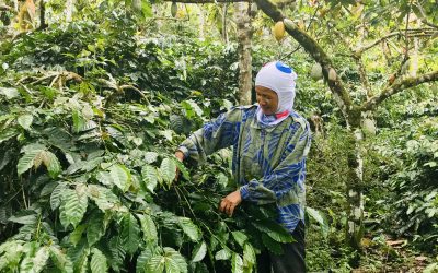 Agri-Resources entend servir les principaux acteurs mondiaux des cosmétiques, de l’aromathérapie et de la parfumerie.